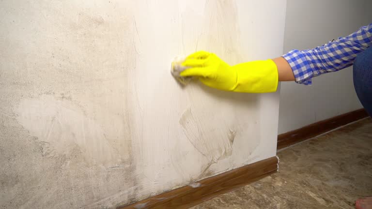 Reliable Millvale, PA Mold Removal Solutions