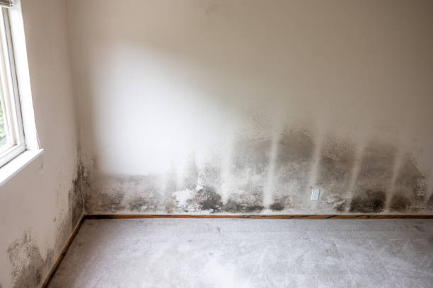 Best Mold Removal for HVAC Installations  in Millvale, PA