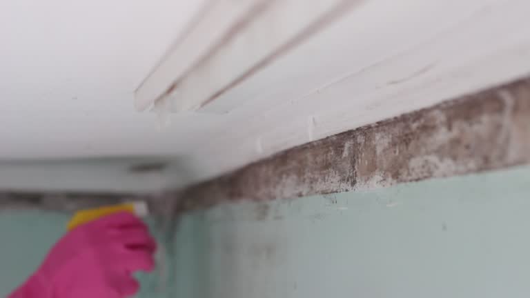 Environmental Consulting for Mold Prevention in Millvale, PA