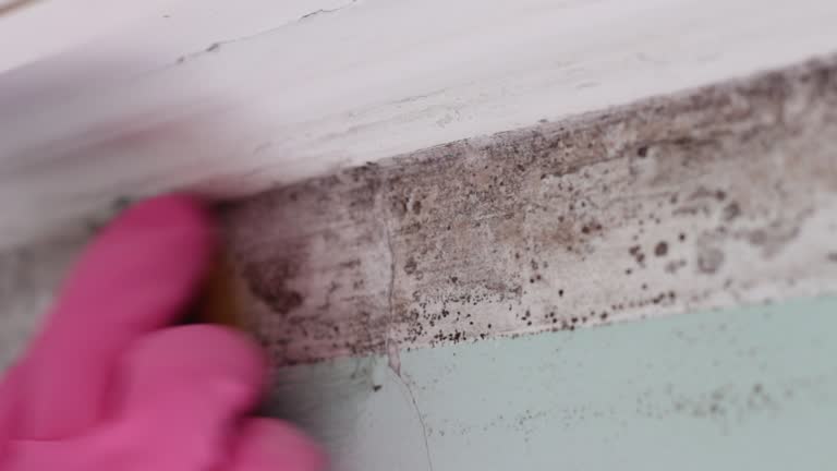 Best Mold Damage Restoration  in Millvale, PA